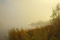 Misty morning on the lake. Forest reflected in the calm water. Reed in the foreground. Royalty Free Stock Photo