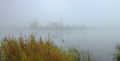 Misty morning on the lake. Forest reflected in the calm water. Reed in the foreground. Royalty Free Stock Photo