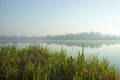 Misty morning on the lake. Forest reflected in the calm water. Reed in the foreground. Royalty Free Stock Photo