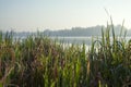 Misty morning on the lake. Forest reflected in the calm water. Reed in the foreground. Royalty Free Stock Photo