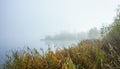 Misty morning on the lake. Forest reflected in the calm water. Reed in the foreground. Royalty Free Stock Photo