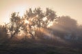 A misty morning by the lake. Silhouette of trees with sun beams. Royalty Free Stock Photo