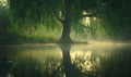 Misty Morning Willow Tree Reflection on Serene Lake Royalty Free Stock Photo