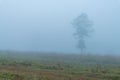 Misty morning and a lonely tree in a grassland