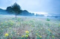 Misty morning on meadow with arnica flowers Royalty Free Stock Photo