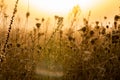 misty morning meadow. Wet grass and cobwebs