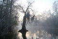 Misty Morning - Okefenokee Swamp - Georgia