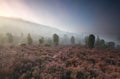 Misty morning over hills with wildflowers Royalty Free Stock Photo