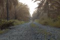 the misty morning at the palm oil plantation Royalty Free Stock Photo