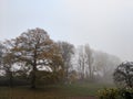 Misty morning in the park with trees