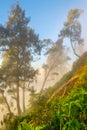 Misty morning at Penanjakan 1 Bromo