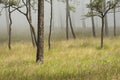 Misty morning , pine forest, green grass , flowers in Thailand