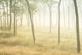 Misty morning in the pine forest , sunlight , green grass