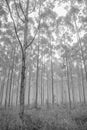 Misty morning in a pine forrest Royalty Free Stock Photo
