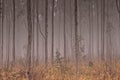Misty morning in a pine forrest Royalty Free Stock Photo