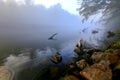 Misty morning river bank with a wild goose Royalty Free Stock Photo