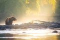 misty morning river scene with grizzly fishing Royalty Free Stock Photo