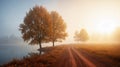 Misty Morning Road with Golden Sunlight and Silhouetted Trees Royalty Free Stock Photo