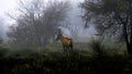 Misty Morning for a Rooi Wildebeest Royalty Free Stock Photo