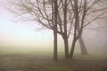 Misty morning scene