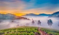 misty morning in strawberry farm at doi angkhang mountain, chiangmai : thailand Royalty Free Stock Photo