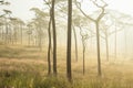 Misty morning , sunlight , pine forest in Thailand