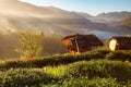 Misty morning sunrise in tea plantation at Doi Ang Khang, Chiang Mai, Thailand