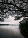 Misty morning with tree silhouette and water on river bank in Kuala Kangsar, Perak Royalty Free Stock Photo