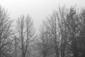 Misty morning in with tree silhouettes with electricity pylon in the park.