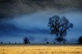 Misty Morning in Valley with Trees and Cattle Animals in Countryside Royalty Free Stock Photo