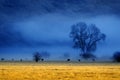 Misty Morning in Valley with Trees and Cattle Animals