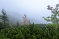 Misty morning view in wet mountain area in slovakian tatra