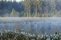 Misty morning on wild forest lake Royalty Free Stock Photo
