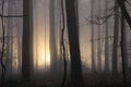 Misty morning woodland Royalty Free Stock Photo