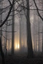 Misty morning woodland portrait Royalty Free Stock Photo