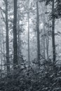 Misty morning in the woods. Black and white image_ Royalty Free Stock Photo