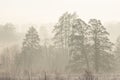 Misty morning in the woods. silhouette of trees grove in thick white morning fog. pale color wood obscure Royalty Free Stock Photo