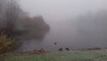 Misty morning, Zuiderpark