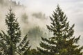 Misty mountain with evergreen trees in the forground and fog shouded trees in the background