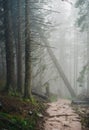 Misty mountain forest Royalty Free Stock Photo