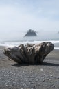 Misty Mountain Island with Driftwood at Rialto Beach. Olympic National Park, WA