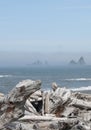 Misty Mountain Island with Driftwood at Rialto Beach. Olympic National Park, WA