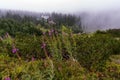 Misty mountain summer valley. Tatra mountains. Poland.