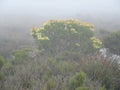 Misty Mountain View of Beautiful Wild Flowers.