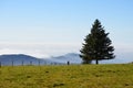 Misty mountains in the Black Forest in Germany Royalty Free Stock Photo