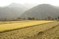 Harvested and ripe rice fields with misty mountains, South Korea Royalty Free Stock Photo