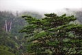 Misty mountains of Sri Lanka. In the foreground is a green tropical tree. Royalty Free Stock Photo