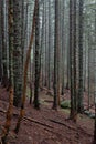 Misty, mysterious coniferous forest