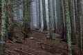 Misty, mysterious coniferous forest