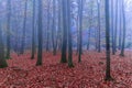 Misty mysterious forest in the morning. Royalty Free Stock Photo